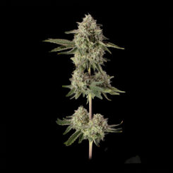 super belts cannabis seeds by happy valley genetics