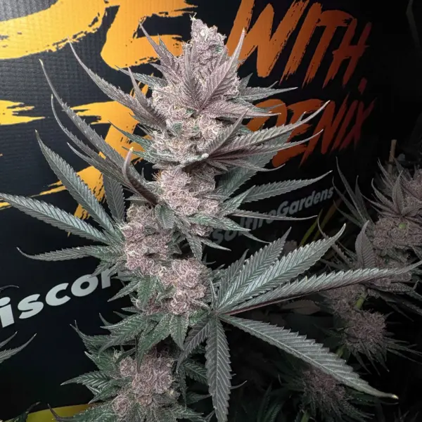 the pulp father cannabis seeds by solfire gardens
