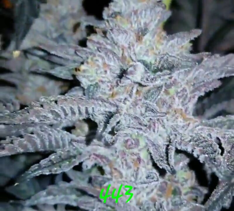 443 cannabis seeds by in house genetics