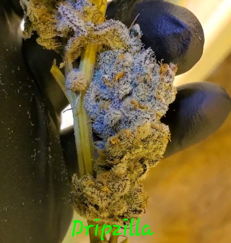 dripzilla cannabis seeds by in house genetics
