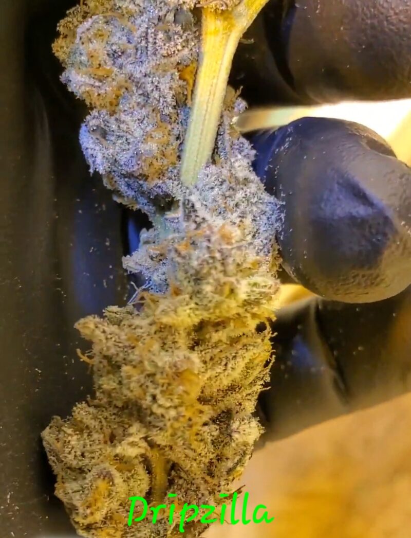 dripzilla cannabis seeds by in house genetics