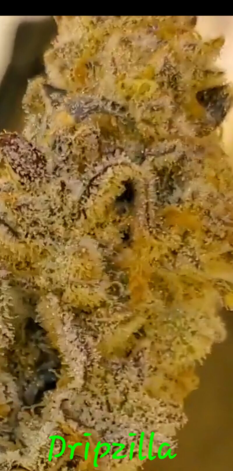 dripzilla cannabis seeds by in house genetics