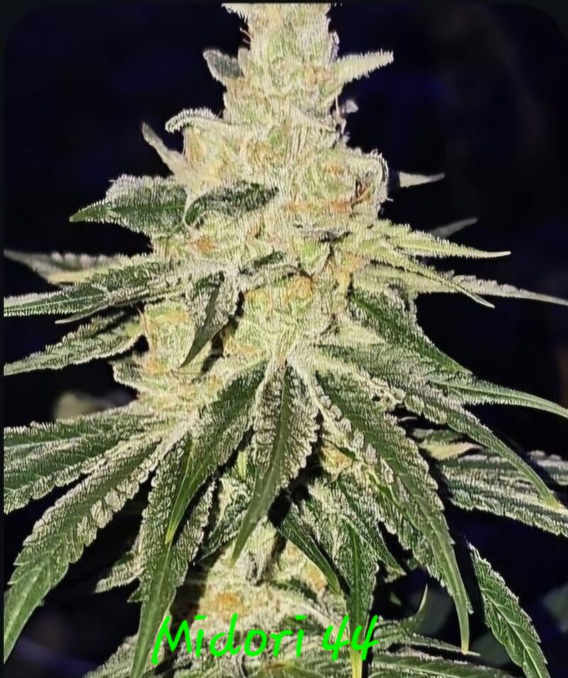 midori 44 cannabis seeds by in house genetics