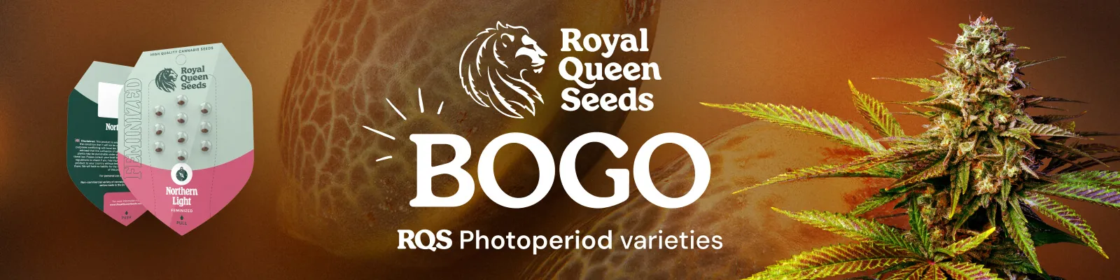 Royal Queen Fem Photo BOGO December