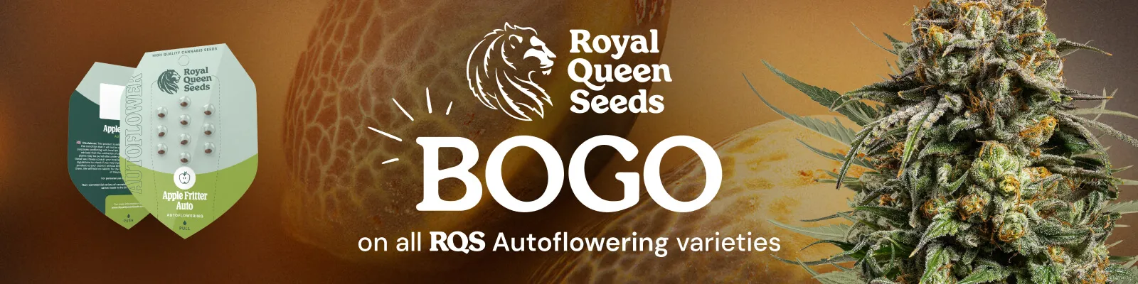 RQS BOGO November Autoflower