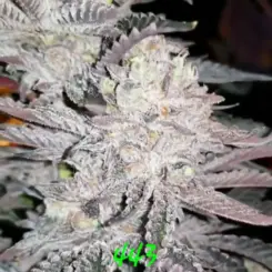 443 cannabis seeds by in house genetics