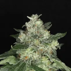 5 alarm cannabis seeds by twenty20 mendocino