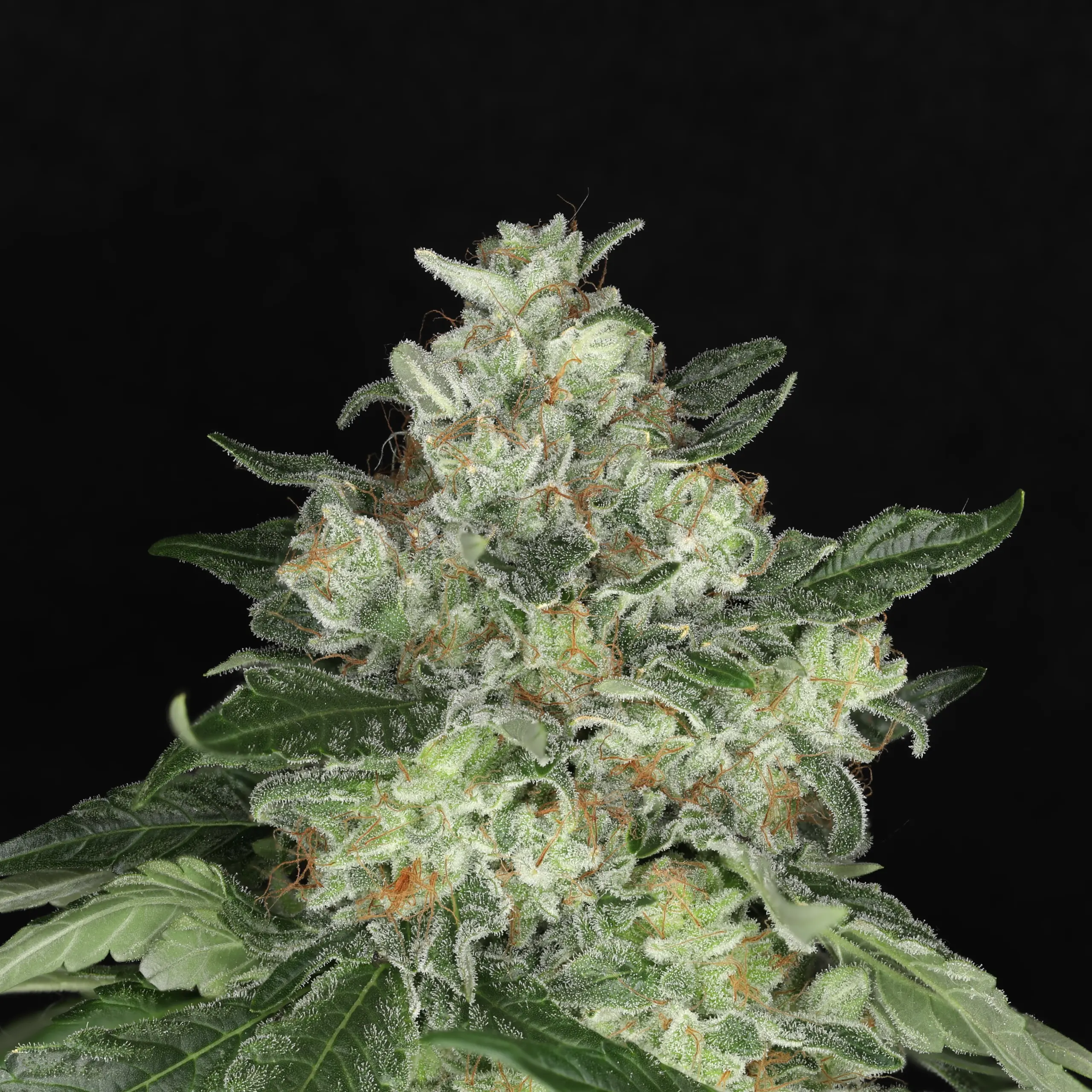 5 alarm cannabis seeds by twenty20 mendocino 5 alarm cannabis seeds by twenty20 mendocino