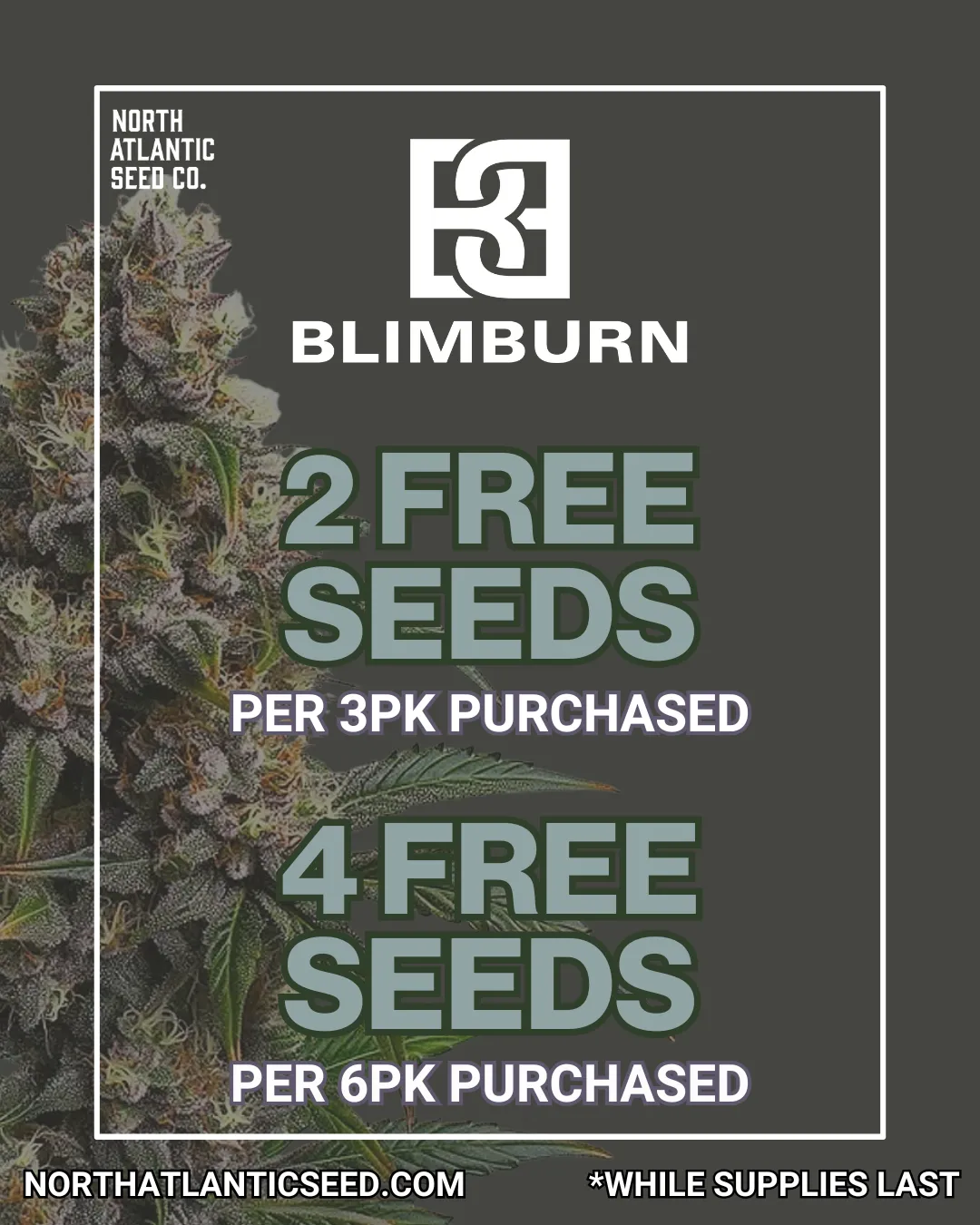 Blimburn Seeds cannabis seeds