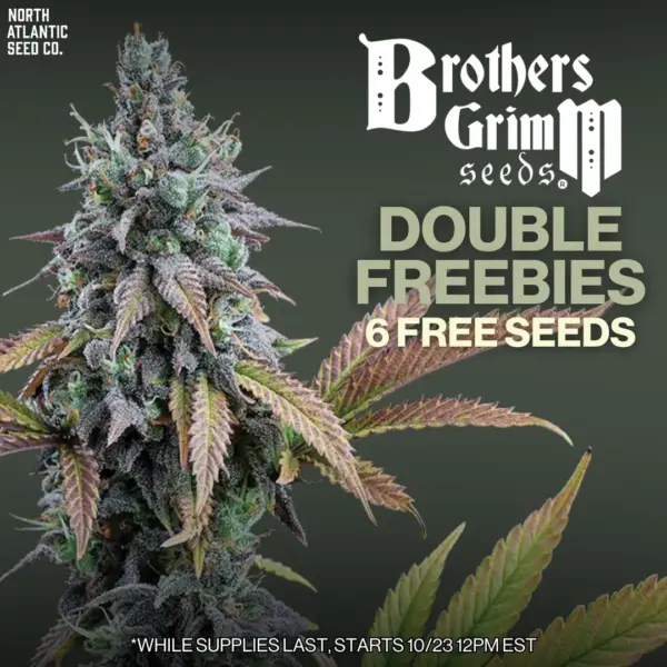 Brothers Grimm Seeds's promotional image