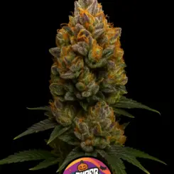 Blood Moon Berry Cannabis Seeds by Super Natural Seeds