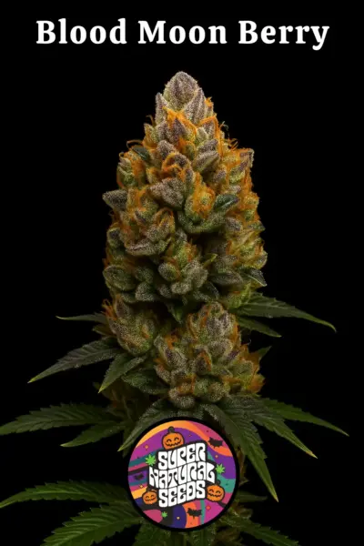 Blood Moon Berry Cannabis Seeds by Super Natural Seeds
