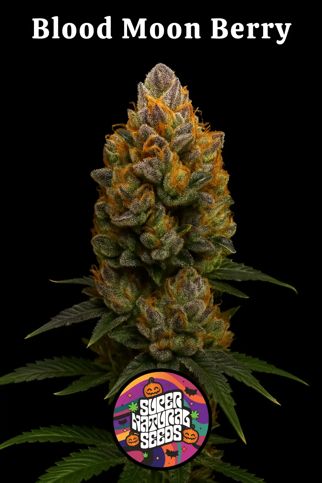 Blood Moon Berry Cannabis Seeds by Super Natural Seeds Blood Moon Berry Cannabis Seeds by Super Natural Seeds