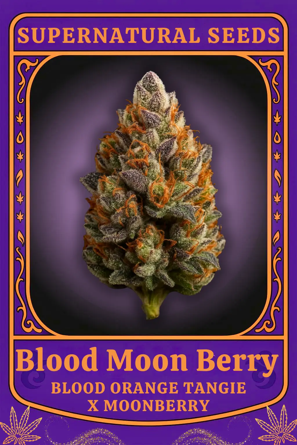 Blood Moon Berry Cannabis Seeds by Super Natural Seeds Blood Moon Berry Cannabis Seeds by Super Natural Seeds