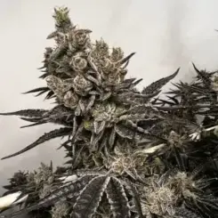 Bread & Butter Cannabis Seeds by Exotic Genetix