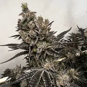 Bread & Butter Cannabis Seeds by Exotic Genetix
