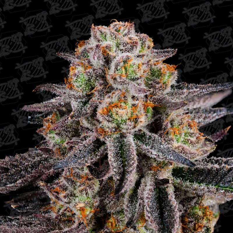 the brunch f3 tester cannabis seeds by dirty bird genetics