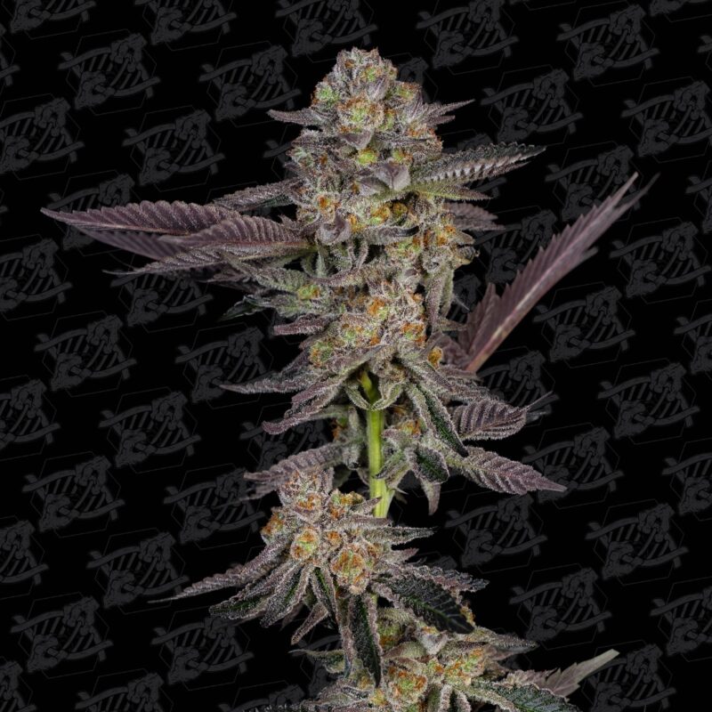 the brunch f3 tester cannabis seeds by dirty bird genetics
