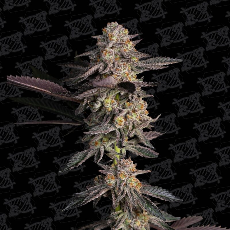 the brunch f3 tester cannabis seeds by dirty bird genetics