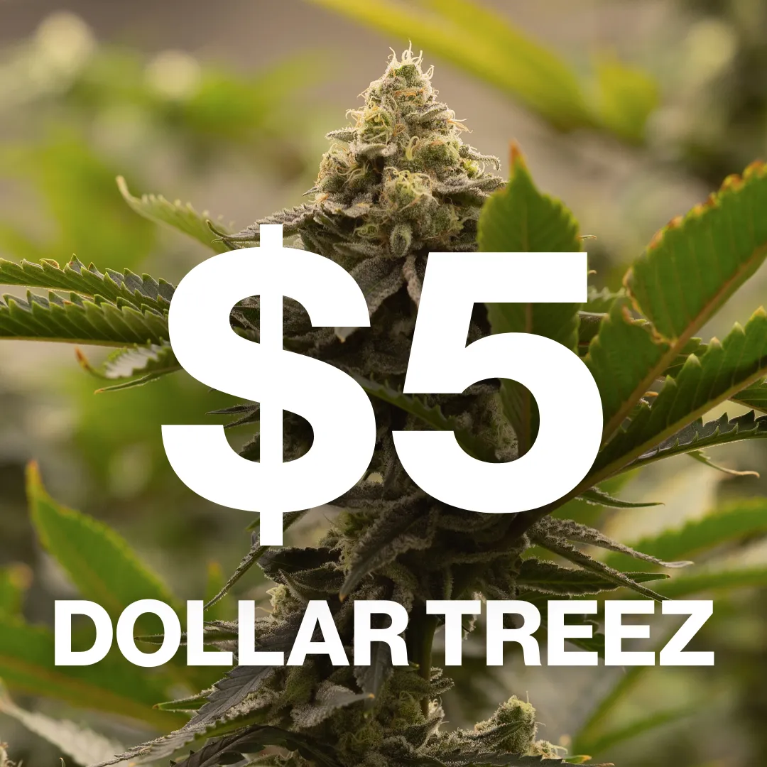 Dollar Treez cannabis seeds
