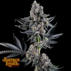 Everglazed Cannabis Seeds by James Loud Genetics