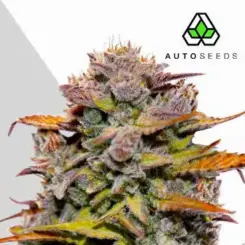 Fat Bastard Auto Cannabis Seeds by Auto Seeds