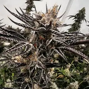 Gas Basket Cannabis Seeds by Exotic Genetix