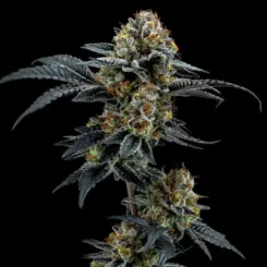 Gorilla Cookies Cannabis Seeds by Elev8 Seeds