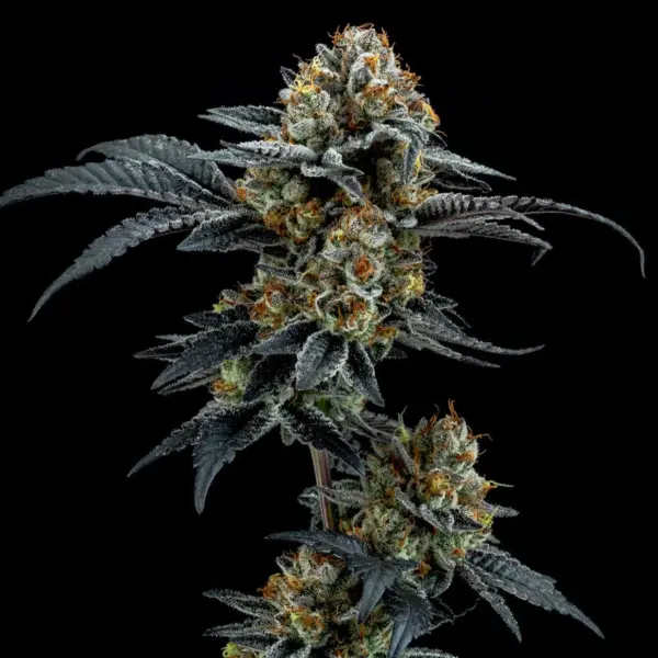 Gorilla Cookies Cannabis Seeds by Elev8 Seeds