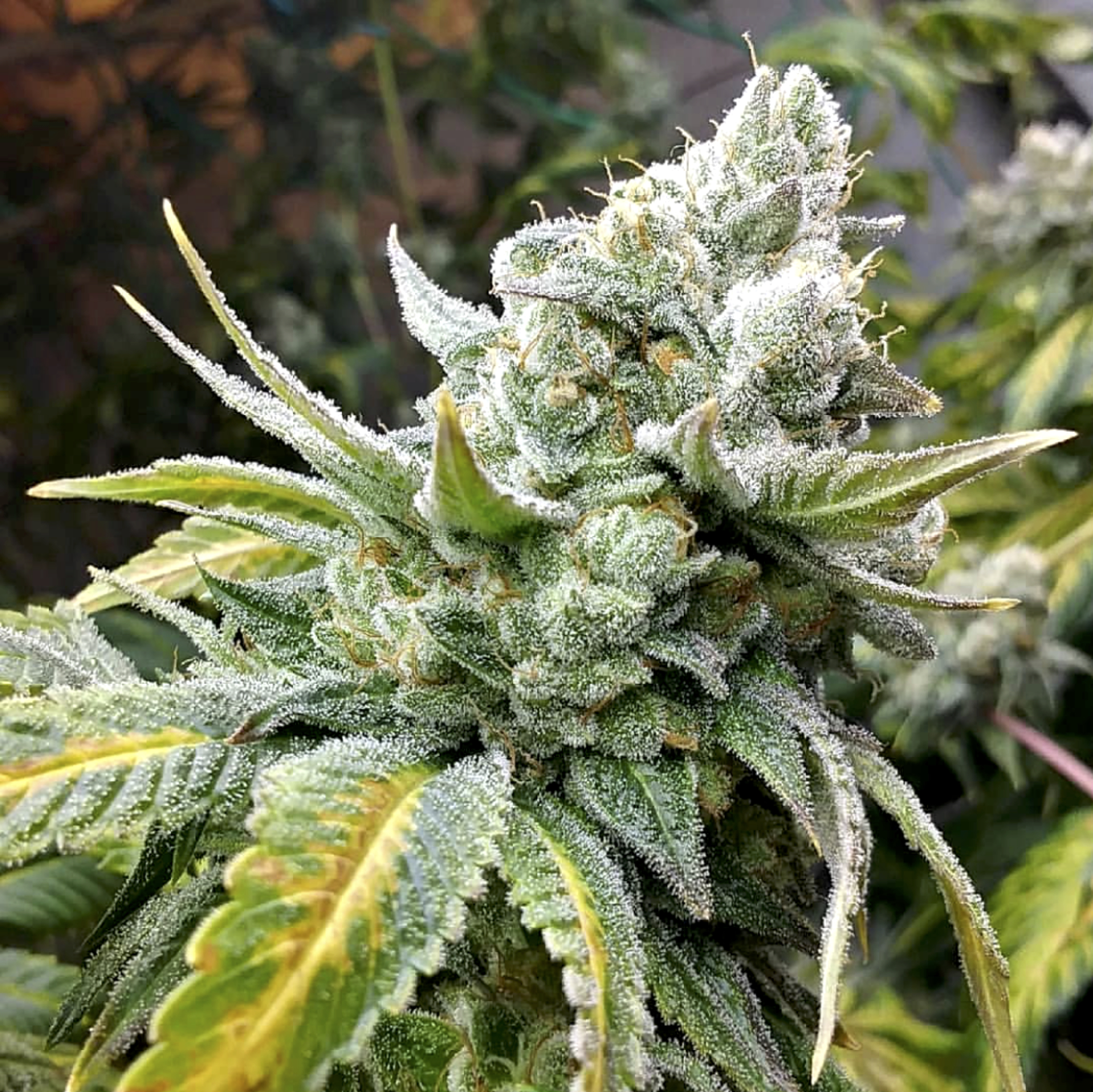 Gorilla Cookies Cannabis Seeds by Elev8 Seeds Gorilla Cookies Cannabis Seeds by Elev8 Seeds