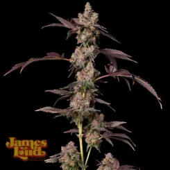 Grape Lava Cake Cannabis Seeds by James Loud Genetics