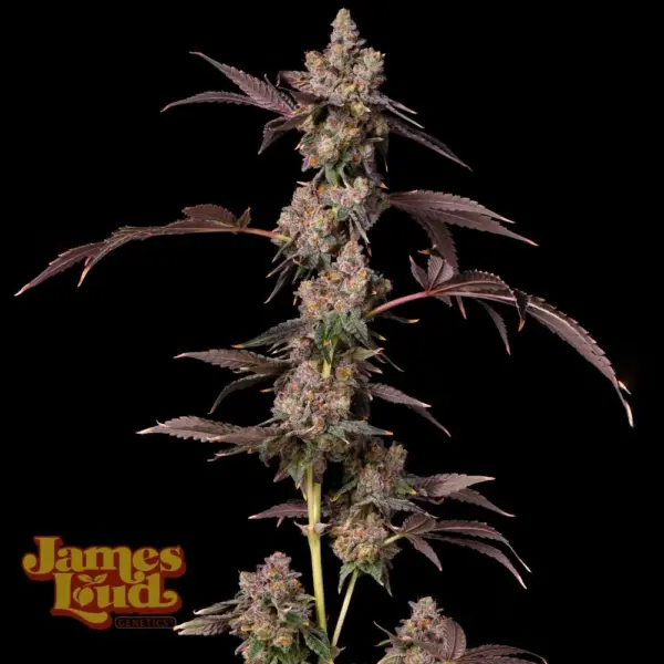 Grape Lava Cake Cannabis Seeds by James Loud Genetics