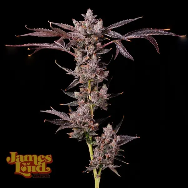 Grape SFV Cannabis Seeds by James Loud Genetics