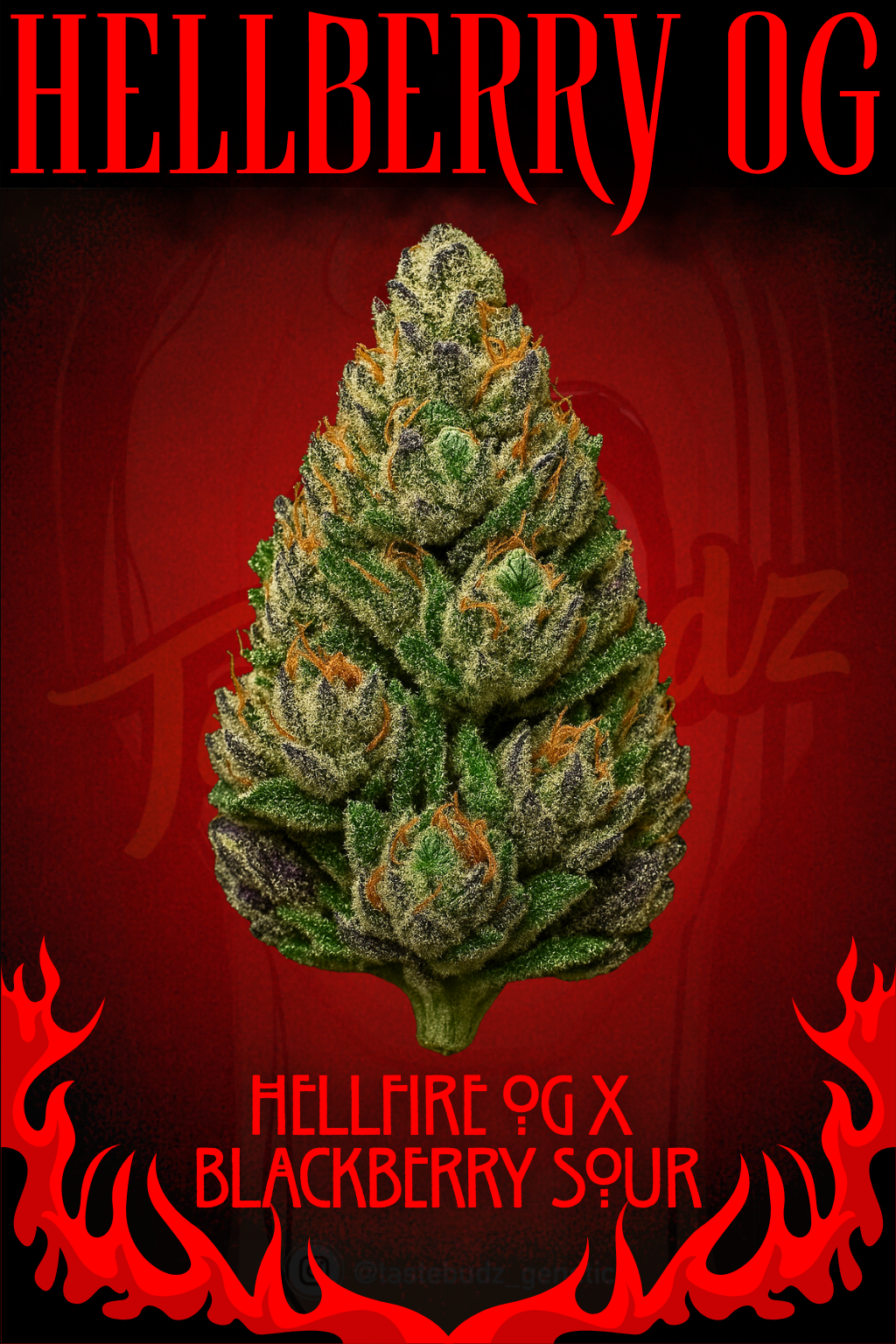 hellberry og cannabis seeds by tastebudz genetics hellberry og cannabis seeds by tastebudz genetics