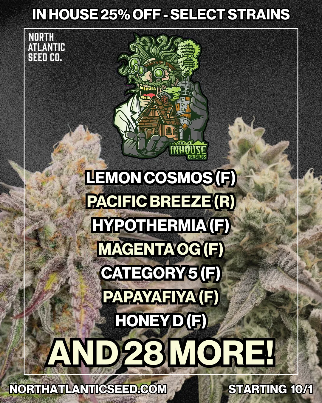 In House Last Chance cannabis seeds