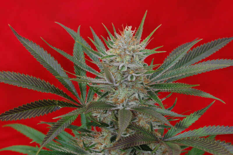 jack the ripper f3 cannabis seeds by subcool seeds