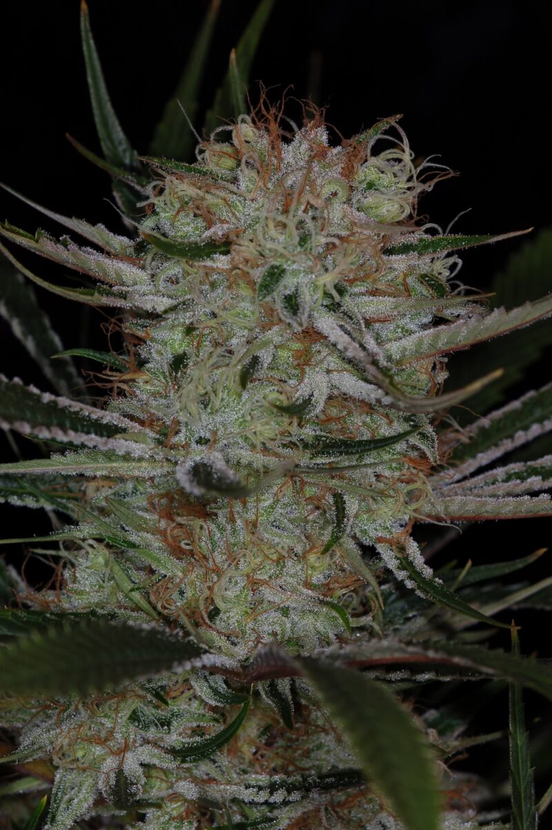 jack the ripper bx cannabis seeds by subcool seeds