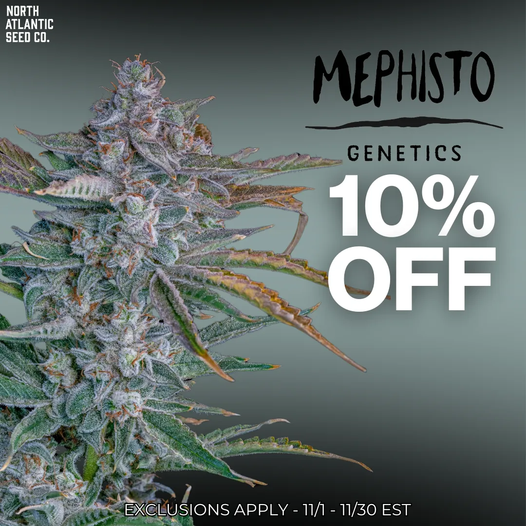 Mephisto Genetics Autos cannabis seeds