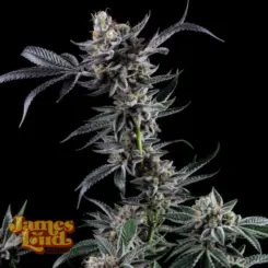 Kuru Kashi Cannabis Seeds by James Loud Genetics