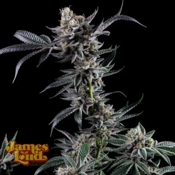 Kuru Kashi Cannabis Seeds by James Loud Genetics