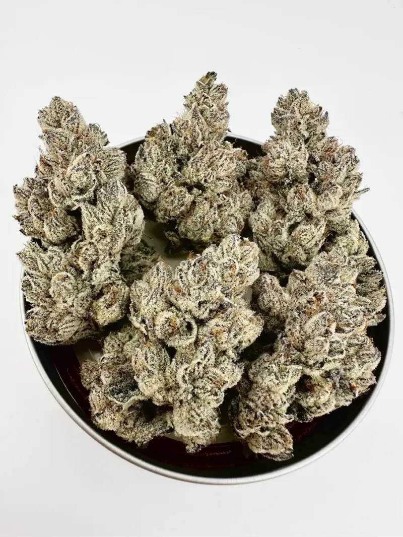 Lazeralus Cannabis Seeds by Exotic Genetix