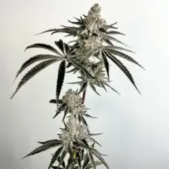 Lazeralus Cannabis Seeds by Exotic Genetix