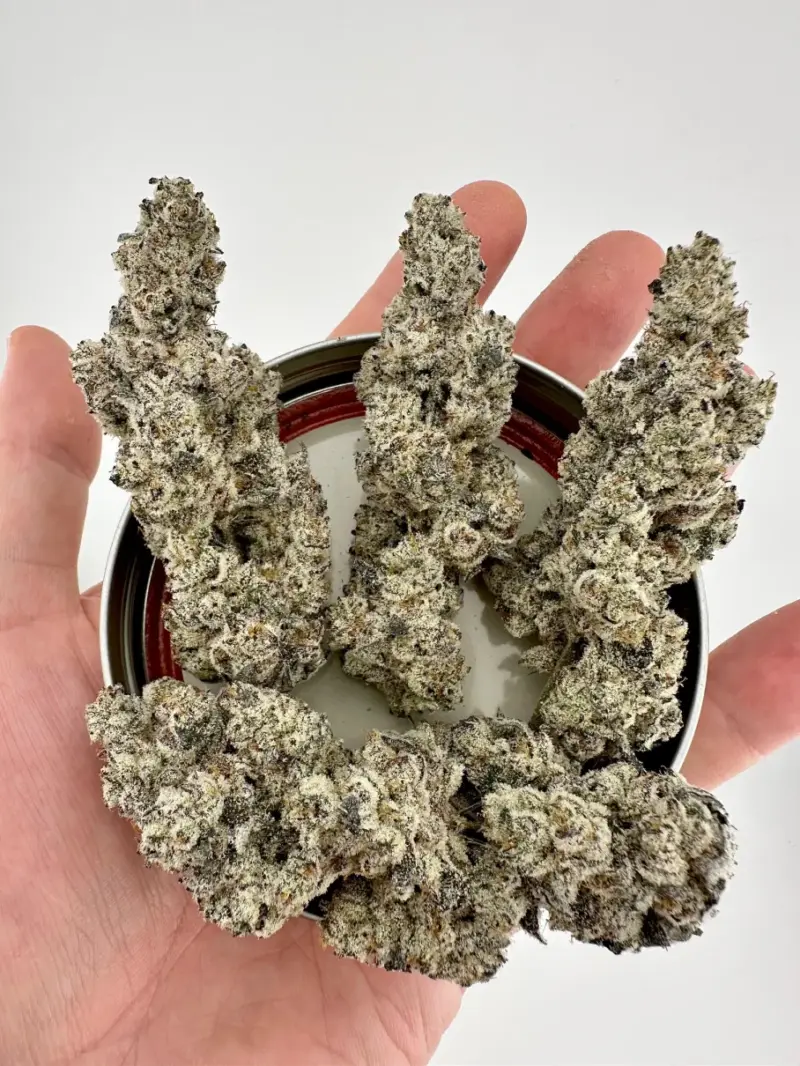 Melt Monster Cannabis Seeds by Exotic Genetix