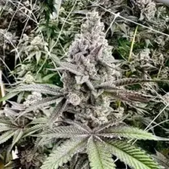 Melt Monster Cannabis Seeds by Exotic Genetix