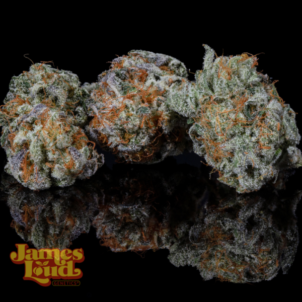 Muffin Zops Cannabis Seeds by James Loud Genetics