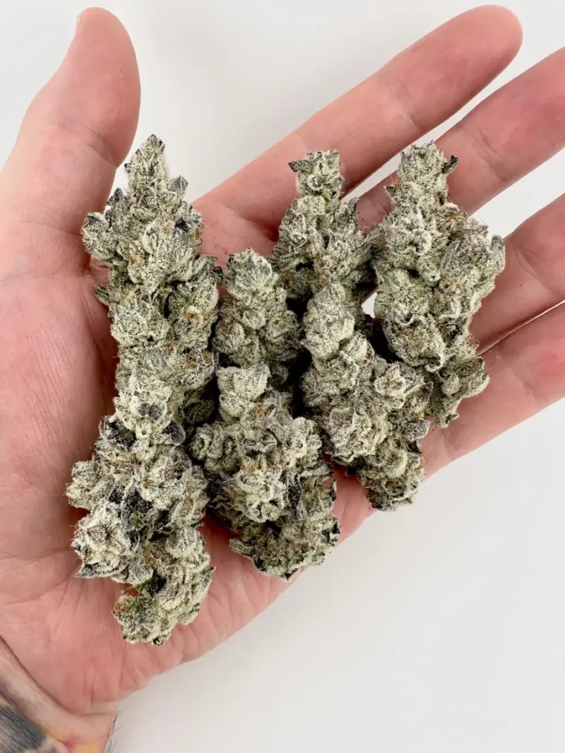 Nut Buster Cannabis Seeds by Exotic Genetix