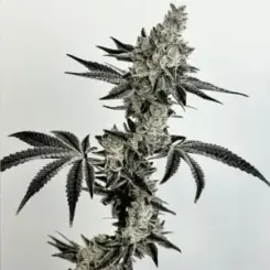 Nut Buster Cannabis Seeds by Exotic Genetix
