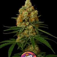Phantom Fuel Cannabis Seeds by Super Natural Seeds
