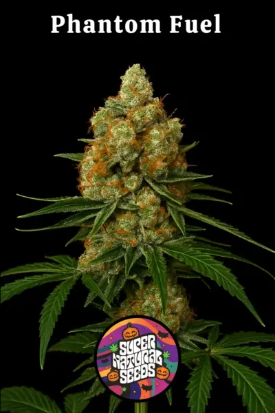 Phantom Fuel Cannabis Seeds by Super Natural Seeds