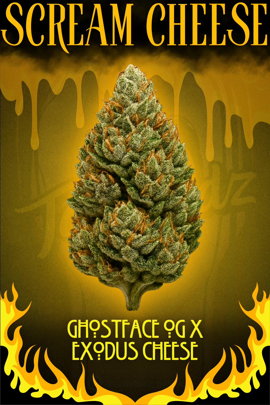 scream cheese cannabis seeds by tastebudz genetics scream cheese cannabis seeds by tastebudz genetics